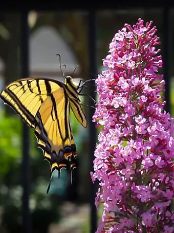 Pink Delight Butterfly Bush With Butterfly