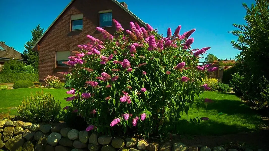 Image of Buddleia davidii 'Pink Delight' pink butterfly bush