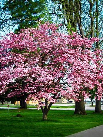 Pink Dogwood Tree In Bloom