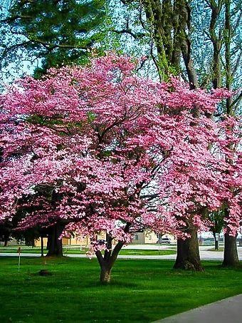 what is killing my dogwood tree