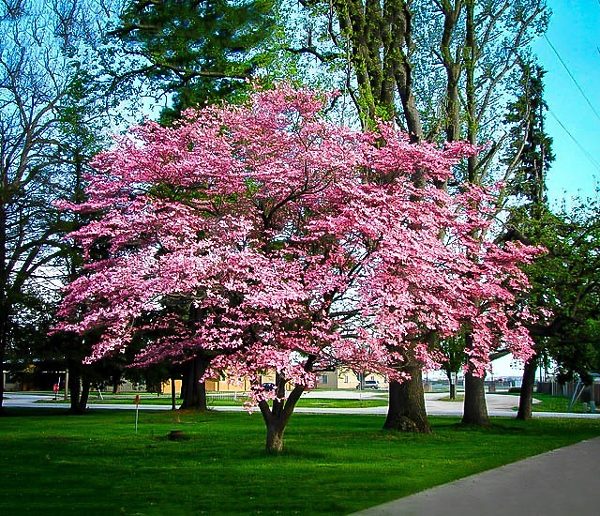 Pink Dogwood Tree In Bloom