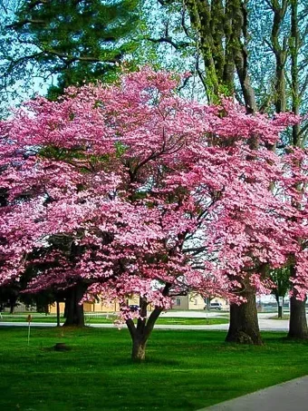 Pink Dogwood Tree In Bloom