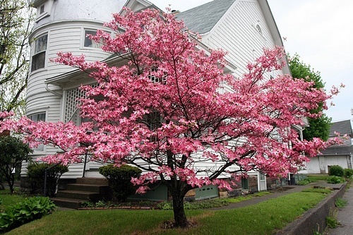 Pink Dogwood Tree In Front Yard