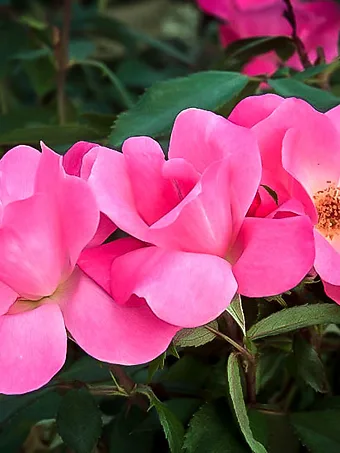 Pink Knock Out® Rose