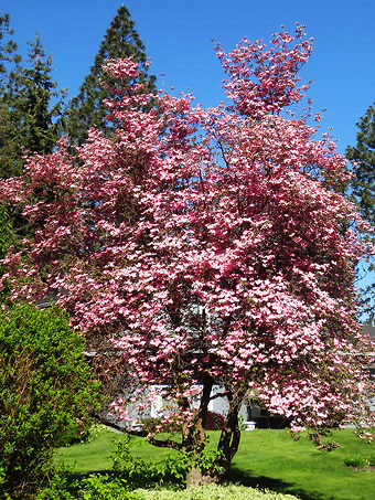 Pink Kousa Dogwood Tree