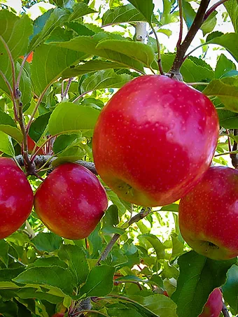 Pink Lady Apple Tree