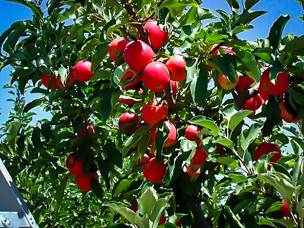 rose apple tree zone