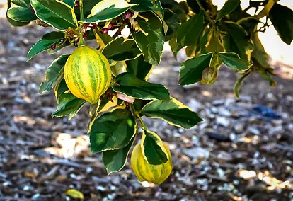Variegated Pink Lemon Tree For Sale Online | The Tree Center