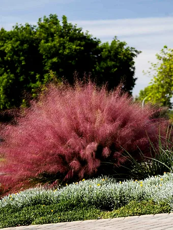 Pink Muhly Grass