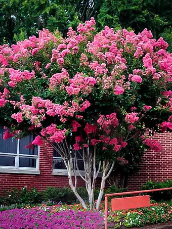 Pink Velour Crape Myrtle