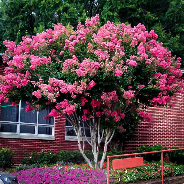 Image of Crape Myrtle pink bush