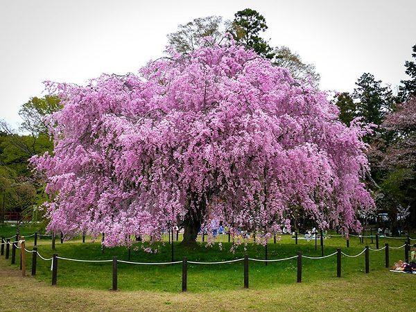 Pink Weeping Cherry Tree In Bloom