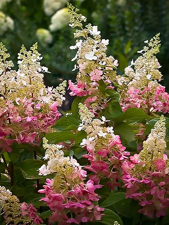 Pinky Winky® Hydrangea