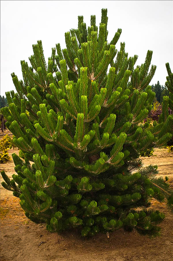 Large Oregon Green Pinus Nigra