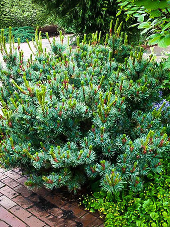 Dwarf Serbian Pine