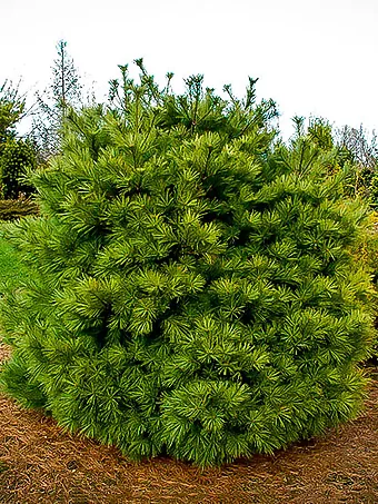 Dwarf White Pine