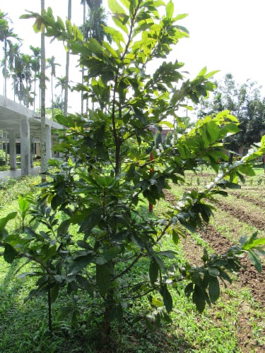 Top 23 where do pistachios come from 2 How Do Pistachios Grow? - The Tree Center