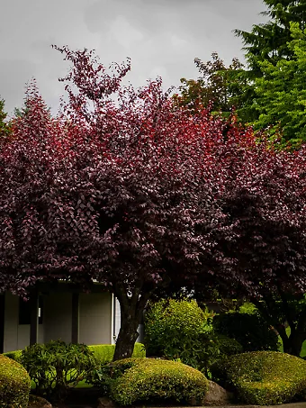 Krauter Vesuvius Purple Leaf Plum Tree