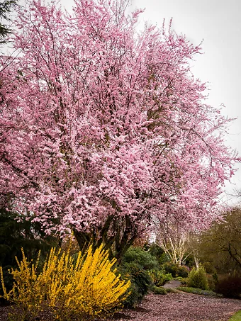 Thundercloud Purple Leaf Plum Tree