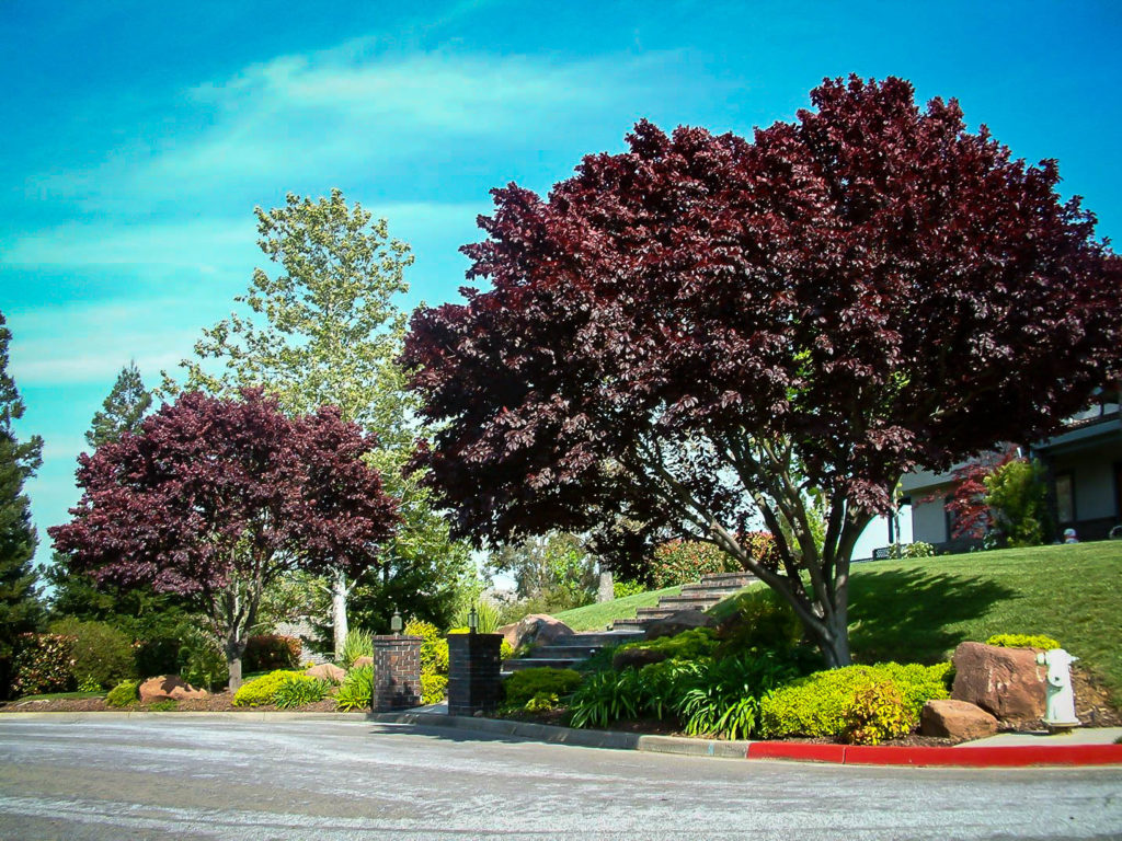 purple leaf plum purple leaf plum