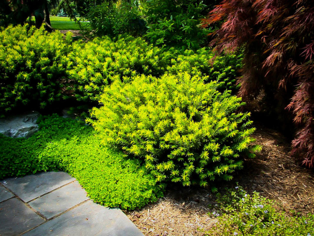 Duke Gardens Plum Yew Trees For Sale The Tree Center