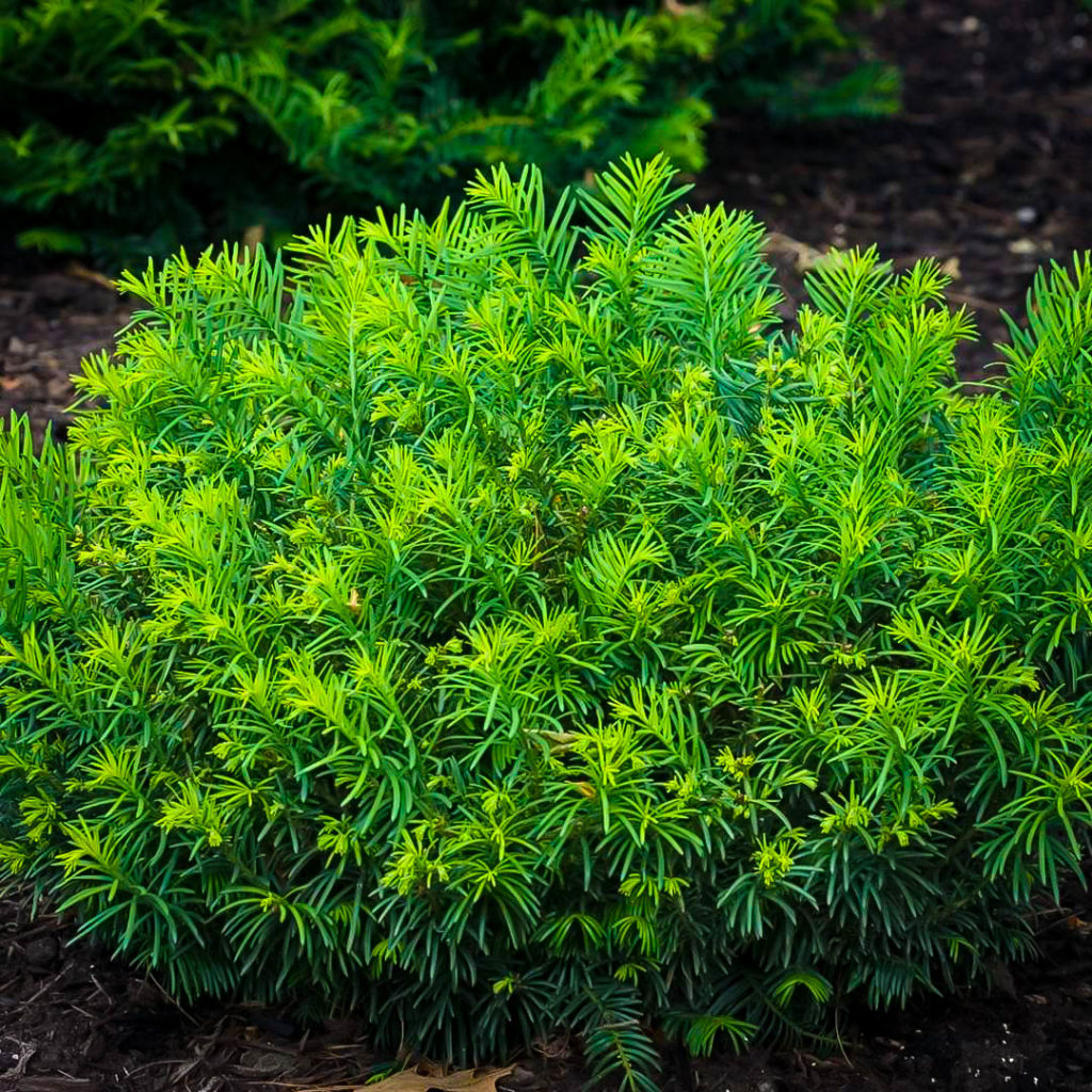 Duke Gardens Plum Yew Trees For Sale The Tree Center