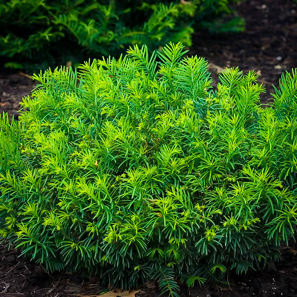 Duke Gardens Plum Yew Trees For Sale The Tree Center