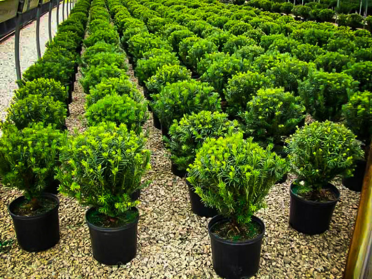 Prostrate Japanese Yew Trees For Sale Rome Beauty Apple Trees For