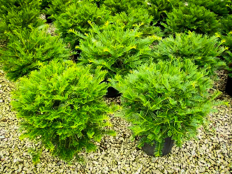 Prostrate Japanese Yew Trees For Sale Rome Beauty Apple Trees For