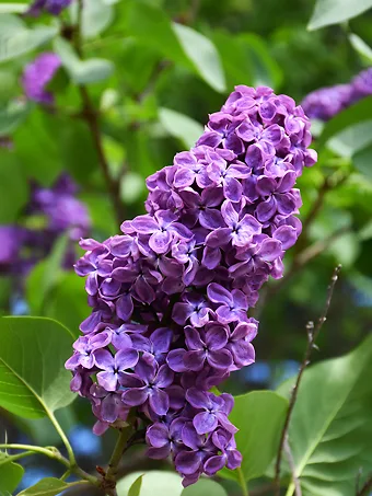 Pocahontas Canadian Lilac