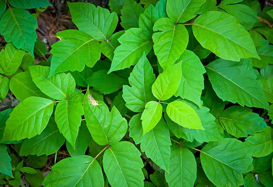 Poison Ivy Leaves