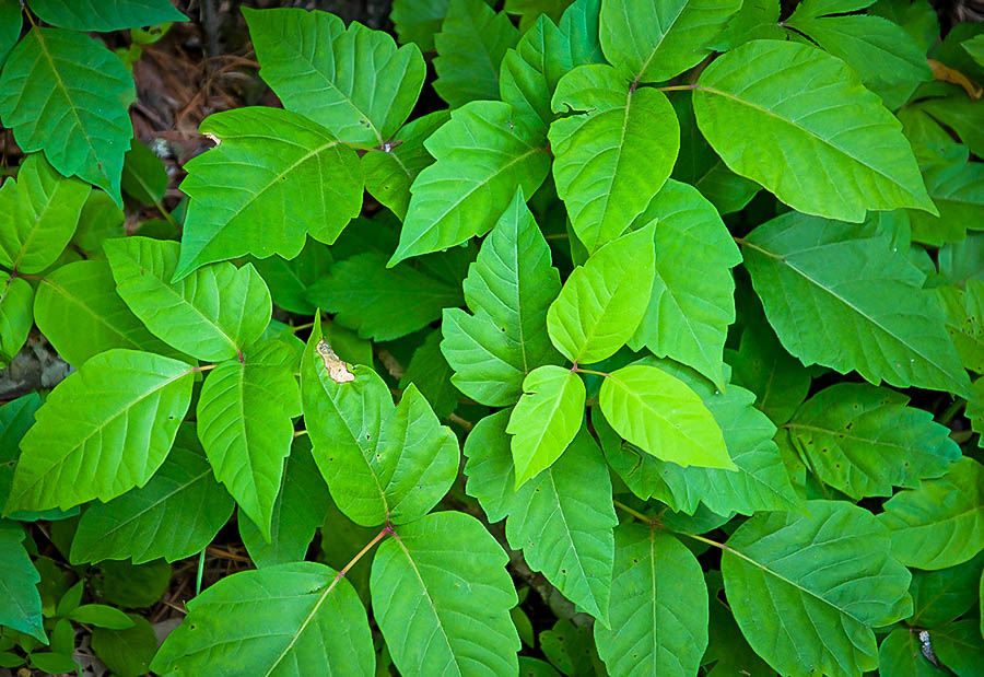 Poison Ivy Leaves