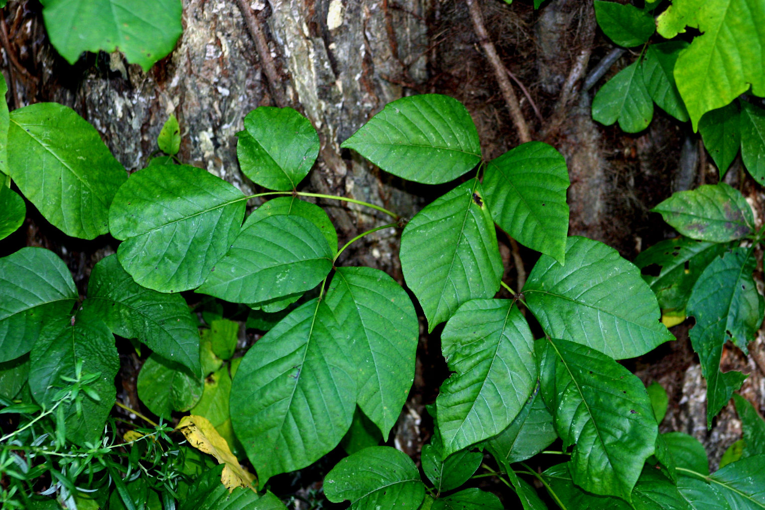 How to kill poison ivy the tree center 