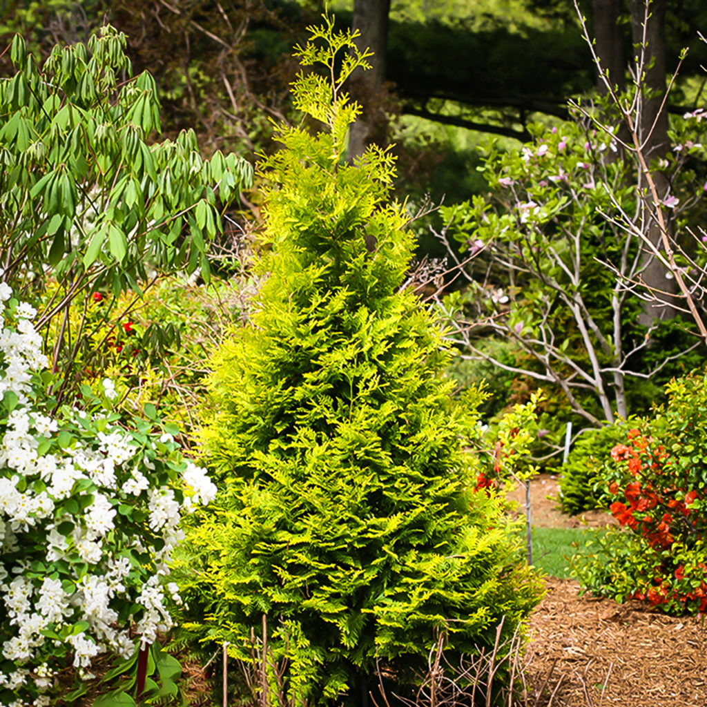 Polar Gold Arborvitae Shrubs For Sale The Tree Center