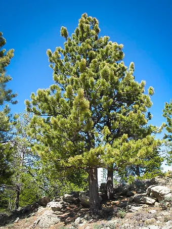 Ponderosa Pine