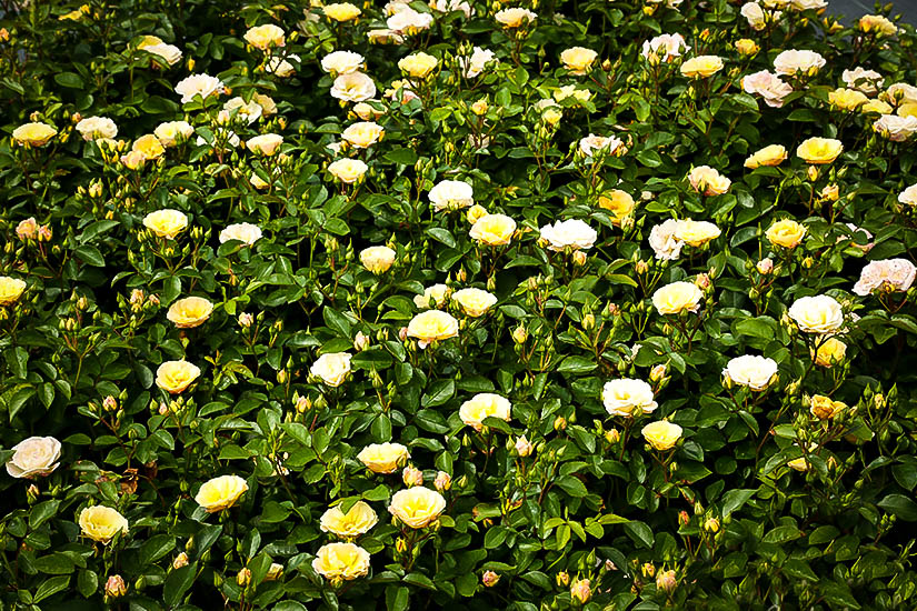 Popcorn Drift Rose Bushes For Sale Online The Tree Center