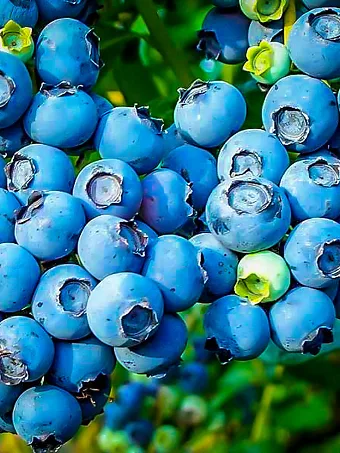 Powder Blue Blueberry Bush