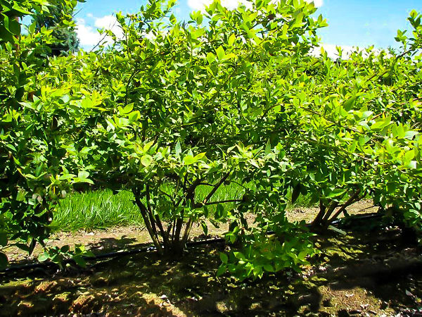 Powder Blue Blueberry Bushes for Sale at Arbor Day's Online Tree