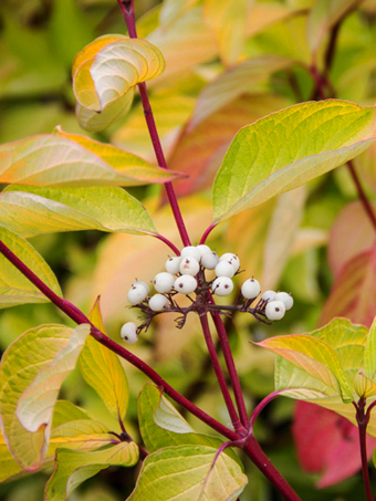 Prairie Fire Red Twig Dogwood