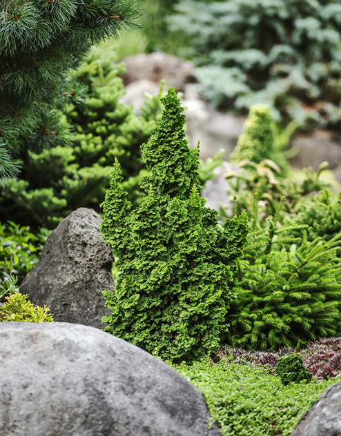 Prima Tree Thuja Occidentalis Primo For Sale | The Tree Center