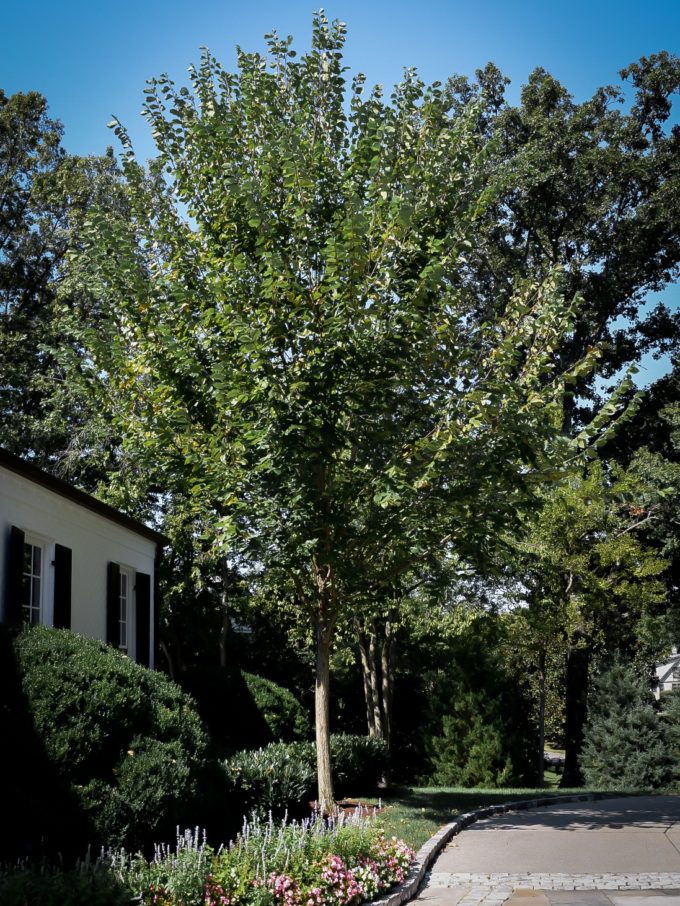 Elm Trees For Sale Buy Elm Trees Online The Tree Center