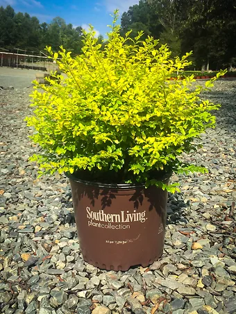 Sunshine® Privet