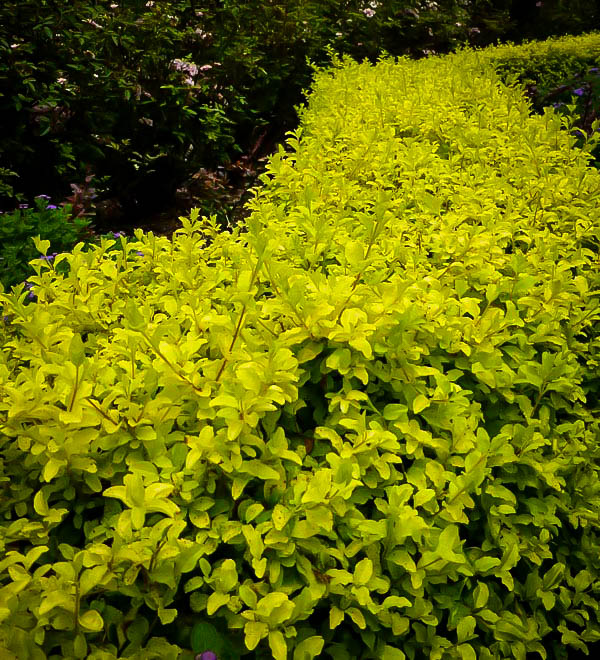 Sunshine Privet Hedges For Sale Online The Tree Center