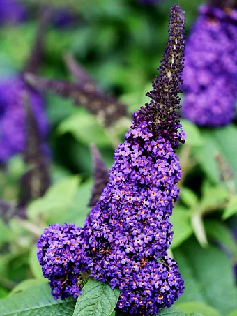 Pugster® Blue Butterfly Bush