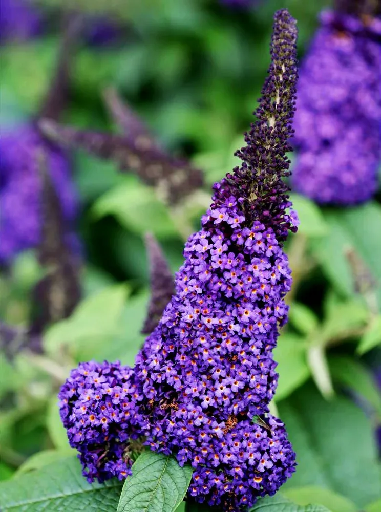 Image of Pugster Blue Butterfly Bush in Full Bloom