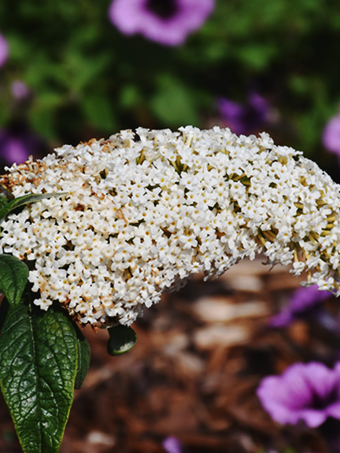 Pugster® White Butterfly Bush