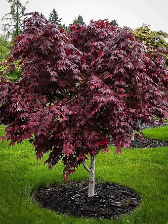 Upright Purple Ghost Japanese Maple Tree