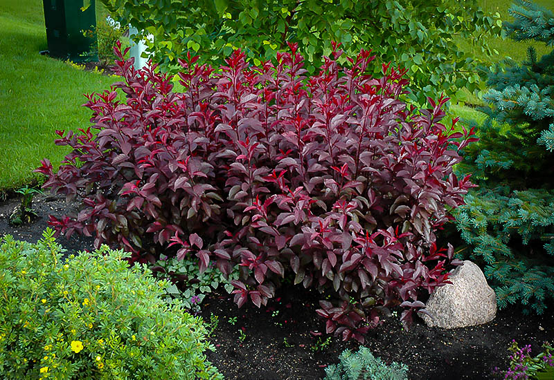 Image of Group of purple leaf sand cherry shrubs in garden