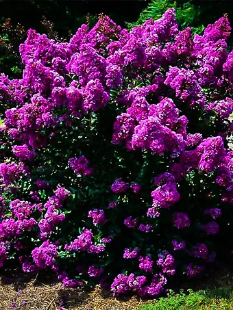 Purple Magic Crape Myrtle