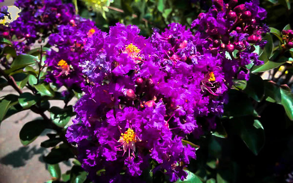 Purple Magic Crape Myrtle Flower